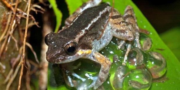 Katak bertaring bertelur