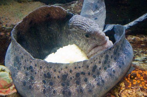 pejantan belut srigala menjaga telur hingga menetas